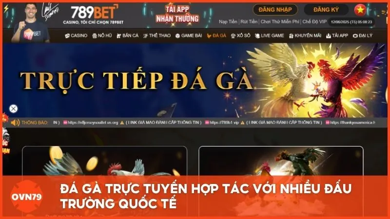 Truyền hình trực tiếp từ các trường gà lớn, tỷ lệ cược minh bạch.